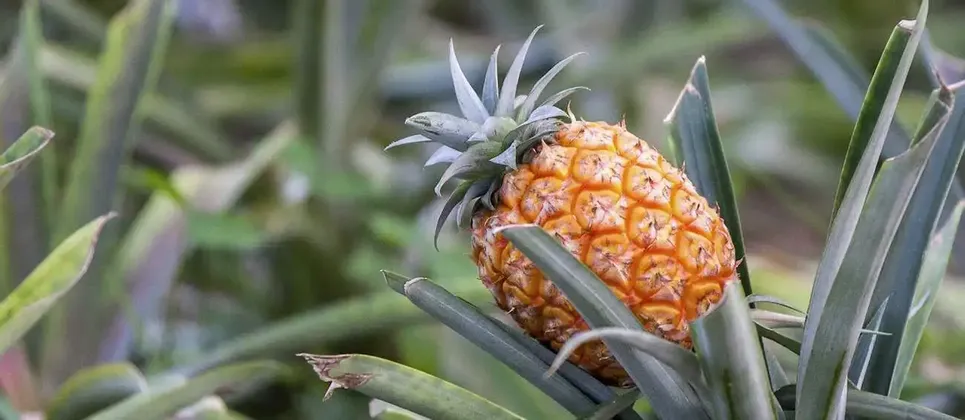 Primo piano di un ananas maturo e arancione che cresce sulla sua pianta, circondato dalle sue lunghe foglie verdi.