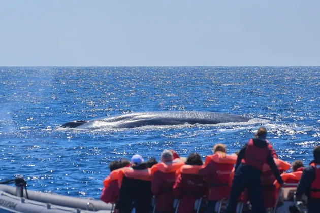 Un gruppo WeRoad in gita in barca, con giubbotti di salvataggio arancioni, osserva una grande balena che emerge nell'oceano blu.