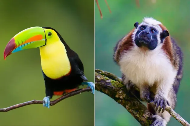 Zweigeteiltes Bild: Links ein Tukan mit farbenprächtigem Schnabel, rechts ein Tamarin-Affe, beide auf Ästen.
