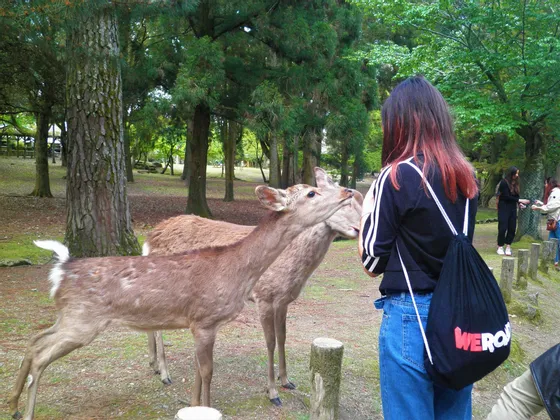 Eine Frau mit einem WeRoad-Rucksack interagiert mit zwei Rehen in einem Park mit hohen Bäumen im Hintergrund.