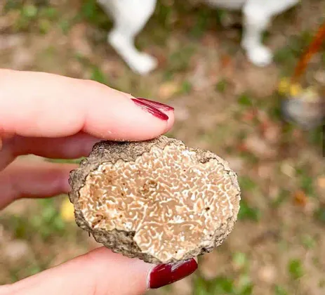 Primo piano di una mano con unghie rosse che stringe un tartufo bianco tagliato, rivelandone l'interno marmorizzato, con un cane sullo sfondo.