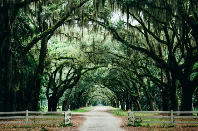 A dirt road passes under a natural canopy formed by large trees with hanging Spanish moss, flanked by a white fence.