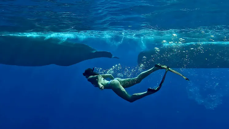 Un apnéiste avec tuba et palmes nage près de deux grandes baleines dans les eaux bleues profondes.
