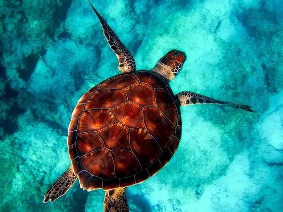 Vue aérienne d'une tortue de mer à la carapace brune et à motifs, nageant dans des eaux turquoise claires au-dessus d'un fond rocheux.
