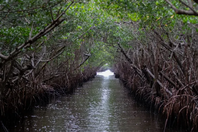 Ein schmaler Fluss schlängelt sich durch einen dichten Mangrovenwald, dessen Äste einen natürlichen Tunnel über dem Wasser bilden.