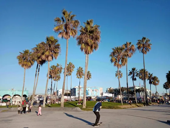 Una persona fa skateboard in una piazza pavimentata, costeggiata da alte palme, sotto un cielo azzurro e limpido.
