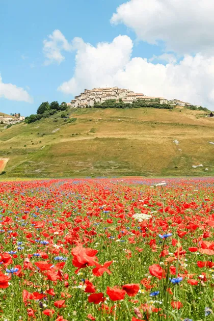 Un campo di papaveri rossi e fiori di campo, con un borgo su una collina sullo sfondo, sotto un cielo azzurro e nuvoloso.