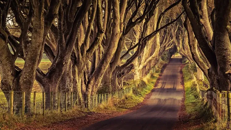 Una strada stretta si snoda attraverso una galleria di grandi alberi con rami nodosi e intrecciati che formano una volta.