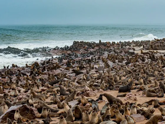 Une grande colonie de phoques couvrant un littoral rocheux et sablonneux près de l'océan par une journée nuageuse.