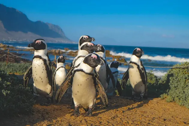 Eine Gruppe Pinguine steht auf einem sandigen Weg neben dem Ozean, mit grünen Büschen und Bergen im Hintergrund unter einem klaren blauen Himmel.