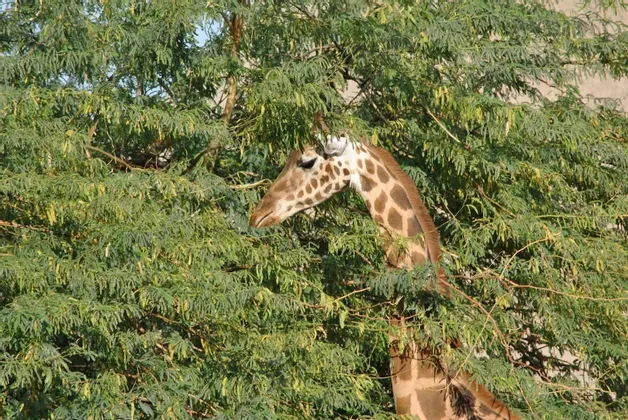 Kopf und Hals einer Giraffe lugen tagsüber hinter den dichten grünen Blättern eines hohen Baumes hervor.