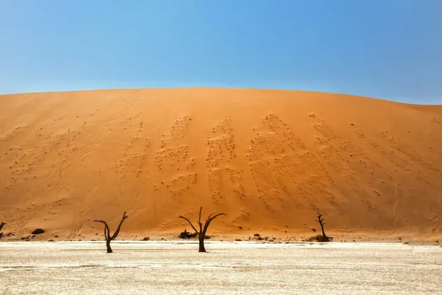 Des arbres squelettiques se dressent sur une étendue de sel craquelée devant une grande dune de sable orange sous un ciel bleu clair.