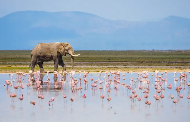 Un grande elefante cammina lungo la riva accanto a uno stormo di fenicotteri rosa che guadano in un lago, con montagne sullo sfondo.