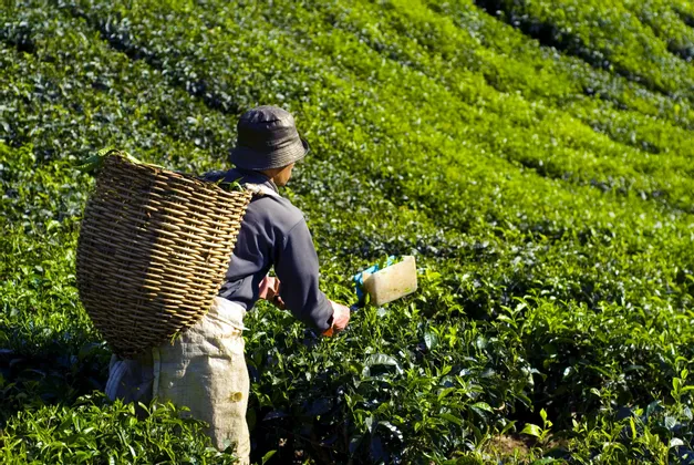 Una persona con un cappello raccoglie foglie di tè su una lussureggiante piantagione a terrazze, portando un grande cesto di vimini sulla schiena.