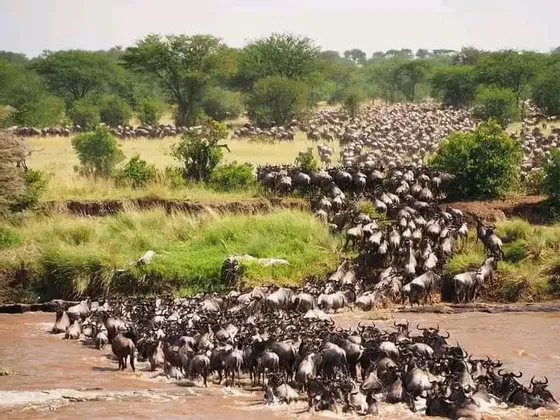 Una vasta mandria di gnu attraversa un fiume durante la migrazione, con una savana erbosa e alberi sullo sfondo.