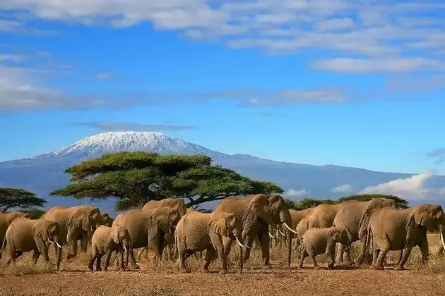 Una grande mandria di elefanti cammina attraverso una savana arida con alberi di acacia e una grande montagna innevata sullo sfondo.