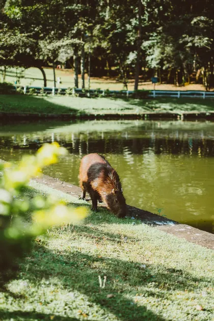 Un capibara marrone pascola lungo il bordo erboso di uno stagno, con una fila di alberi sullo sfondo in una giornata di sole.