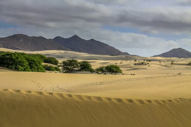 Un paisaje desértico con dunas de arena onduladas, árboles verdes dispersos y montañas distantes bajo un cielo nublado.