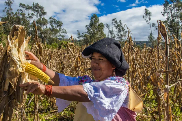 Una donna sorridente, con abiti tradizionali e un cappello nero, raccoglie una pannocchia di mais gialla in un campo di steli di mais secchi.