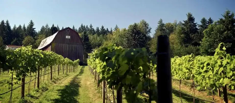 Filari di rigogliose viti verdi in un vigneto, con un fienile rustico in legno e una fitta foresta sullo sfondo sotto un cielo sereno.
