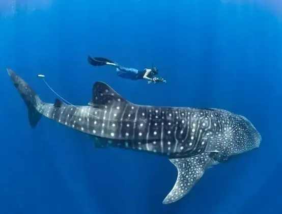 Un apneista con fotocamera e monopinna nuota sopra un grande squalo balena in acque blu profonde.