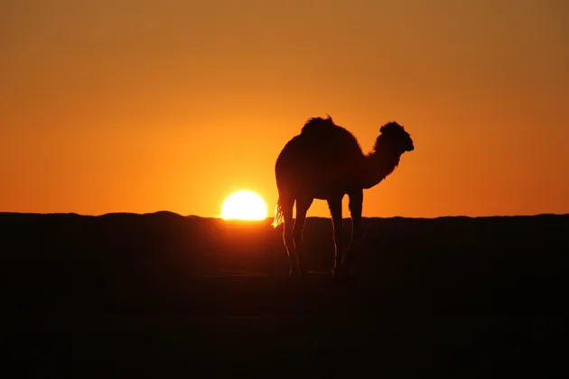 Ein Kamel steht als Silhouette vor der untergehenden Sonne in einer Wüstenlandschaft.