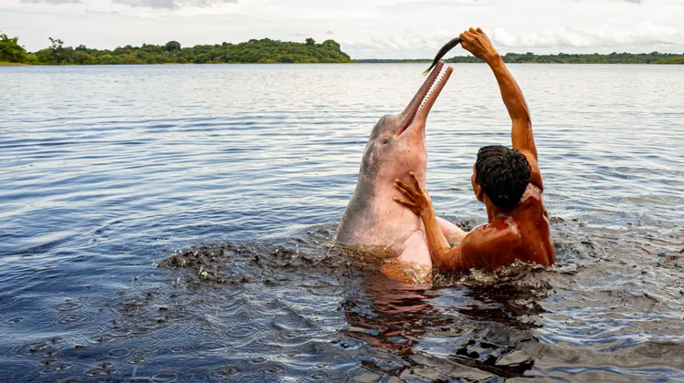 Una persona in un fiume offre un pesce a un delfino rosa che emerge dall'acqua.