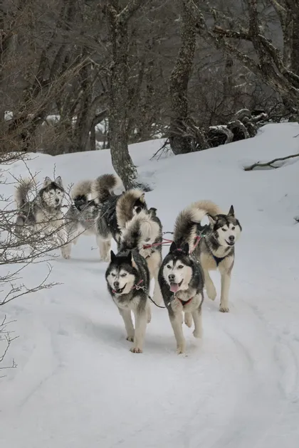 Una muta di husky imbrigliati corre lungo un sentiero in una foresta innevata con alberi spogli.