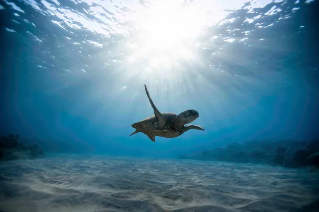 Una tartaruga marina nuota sott'acqua sopra un fondale sabbioso mentre la luce del sole filtra dalla superficie.