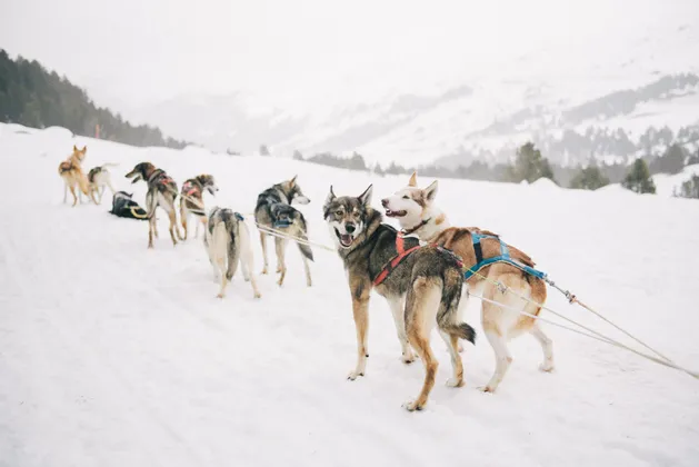 Una squadra di cani da slitta imbrigliati è allineata su un pendio innevato, con due in primo piano che guardano indietro.