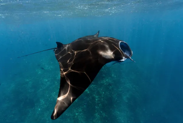 Una grande manta nuota appena sotto la superficie dell'acqua, nell'oceano blu e limpido, con la luce del sole che le accarezza il dorso.