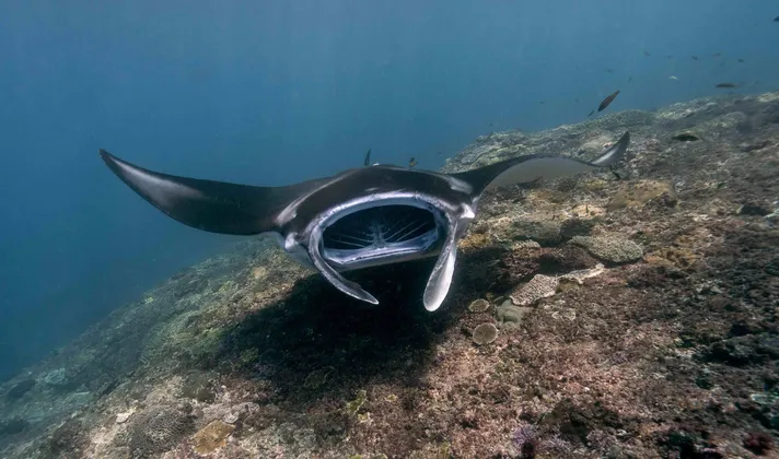 Una manta gigante nuota con la bocca spalancata, filtrando il cibo sopra una barriera corallina nell'oceano blu profondo.