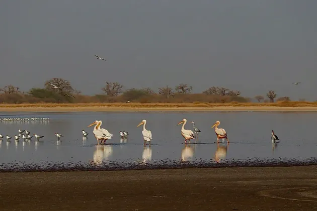 Pelikane und andere Wasservögel waten in einer seichten Lagune, mit Baobab-Bäumen am gegenüberliegenden Ufer.