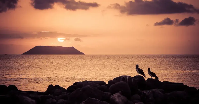 Dos aves silueteadas se posan en rocas junto al mar, observando el atardecer detrás de una isla distante bajo un cielo anaranjado.