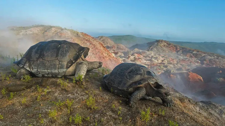 Zwei Riesenschildkröten an einem nebligen, vulkanischen Hang mit Blick auf eine zerklüftete, hügelige Landschaft unter klarem blauem Himmel.