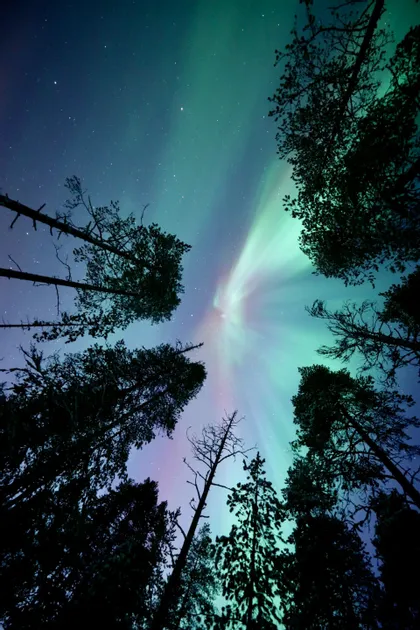 Vista dal basso dell'Aurora Boreale verde e viola che risplende in un cielo stellato sopra pini in silhouette.