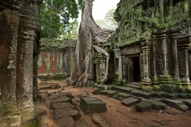 Un grande albero con radici prominenti cresce sulle mura ricoperte di muschio di un'antica rovina di tempio in pietra nella giungla.