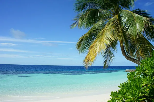 Una palma si staglia su una spiaggia di sabbia bianca con acqua turchese cristallina sotto un cielo azzurro splendente.