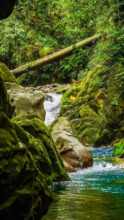 Un ruscello limpido scorre tra massi coperti di muschio circondati da una fitta vegetazione di foresta pluviale.