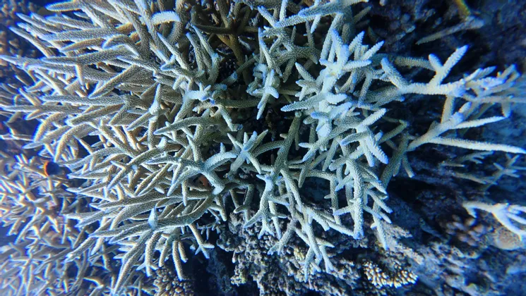 Nahaufnahme von verzweigtem Hirschgeweihkorallen, die auf einem Unterwasserriff in klarem blauen Wasser wachsen.