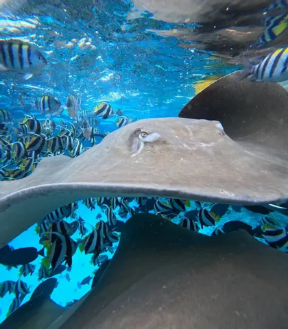 Ein großer Stachelrochen schwimmt unter Wasser, umgeben von einem Schwarm gestreifter tropischer Fische im klaren blauen Ozeanwasser.