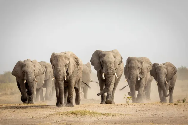 Un branco di elefanti africani che cammina insieme in avanti attraverso un campo arido e polveroso.
