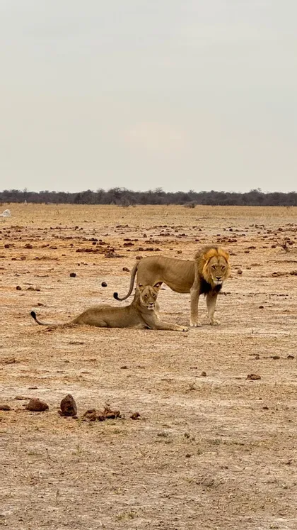 Un leone maschio si trova accanto a una leonessa a riposo su una pianura della savana arida e aperta sotto un cielo nuvoloso.