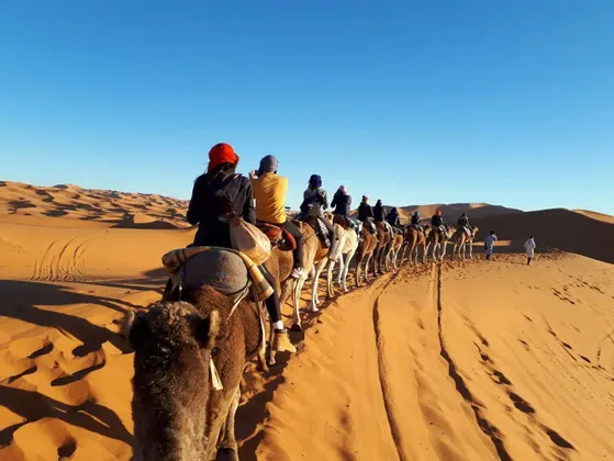Un viaje en grupo de WeRoad pasea en camellos en fila por las dunas del desierto bajo un cielo azul claro.