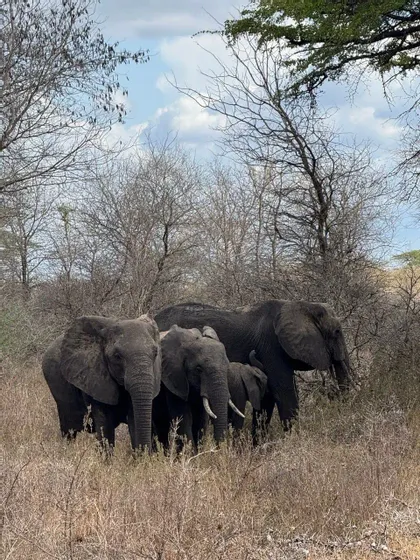 Un gruppo di elefanti in piedi tra erba secca e alberi spogli sotto un cielo parzialmente nuvoloso.