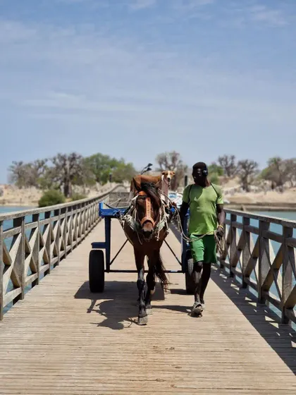 Un uomo con una camicia verde guida un cavallo che tira un carro blu attraverso un ponte di legno sull'acqua, mentre un cane è in groppa al cavallo.