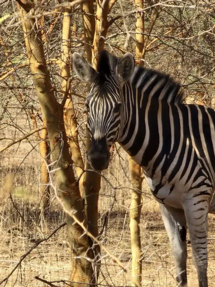 Ein Zebra blickt in die Kamera, während es zwischen dornigen Bäumen in einer trockenen, sonnenbeschienenen Savanne steht.