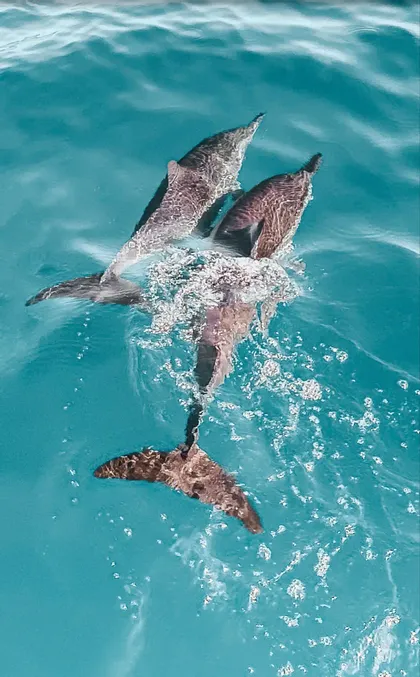 An overhead view of two dolphins swimming together near the surface of clear turquoise water.