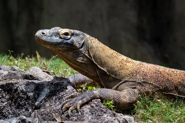 Primo piano di un drago di Komodo che riposa su una roccia, con la testa alzata e erba verde sullo sfondo.