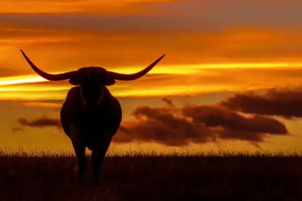 Un toro Texas Longhorn si staglia contro un tramonto arancione e giallo in un campo erboso.